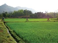 Cycling through rice paddies in Northern Vietnam
